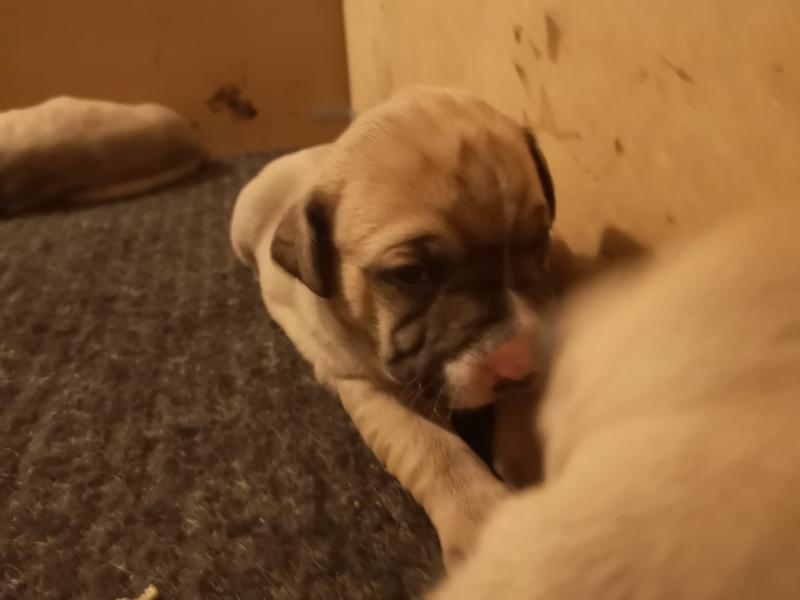 American Staffordshire Terrier Puppies Image eClassifieds4u