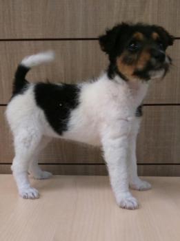 fox terries Available For Adoption Image eClassifieds4u