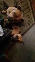 American Staffordshire Terrier Puppies Image eClassifieds4u 4
