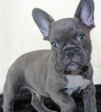 Gorgeous French Bulldog puppies Image eClassifieds4u 2