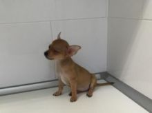 mini pincher puppies Image eClassifieds4U