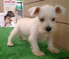 schnauzer puppies for sale Image eClassifieds4U