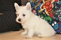 west highland terrier Image eClassifieds4U
