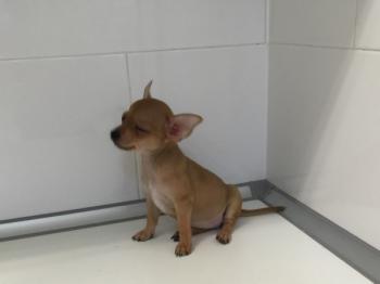 mini pincher puppies Image eClassifieds4u