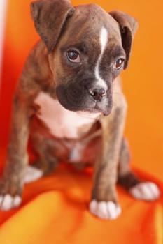 Red and White Boxer Puppies Image eClassifieds4u