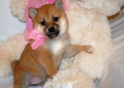 Family raised shiba inu puppies for adoption Image eClassifieds4u