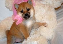 Family raised shiba inu puppies for adoption
