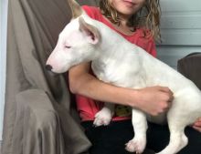 2 Bull terrier puppies