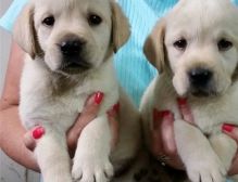 2 Labrador Retriever puppies