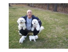 Adorable Bichon Frise puppies