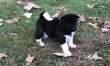 Adorable outstanding Akita puppies-E-mail-on ( paulhulk789@gmail.com )