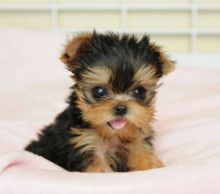 Affectionate Teacup Yorkie puppies Available