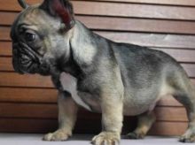 Attractive male and female French bulldog puppies