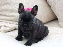 Attractive male and female French bulldog puppies..