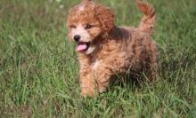 Awesome Cavachon Puppies Available-E-mail-on ( paulhulk789@gmail.com )