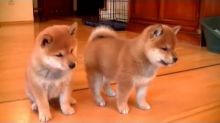 Family raised shiba inu puppies for adoption