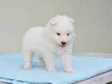 Free Beautiful Samoyed Puppies..