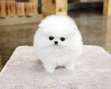 Healthy Pomeranian puppies available