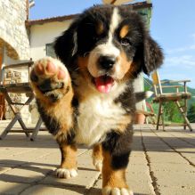 Male and female Bernese Mountain dog puppies for adoption.