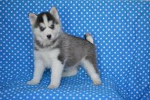 Precious Pomsky puppies available now