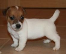 Pure Jack Russell Puppies