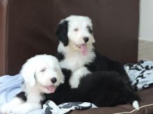 Super Adorable Old English Sheepdog Puppies Ready-E-mail-on ( paulhulk789@gmail.com )