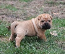 Two adorable 11 week old Chinese Shar-Pei puppies Ready-E-mail-on ( paulhulk789@gmail.com )