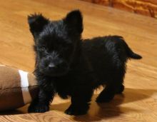 Two Scottish Terrier Puppies Needs a New Family-E-mail-on ( paulhulk789@gmail.com )
