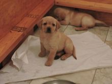 Well trained Labrador Retriever puppies ready for their new homes