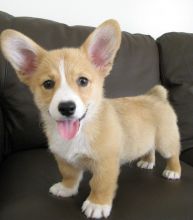 Welsh corgi puppies for adoption