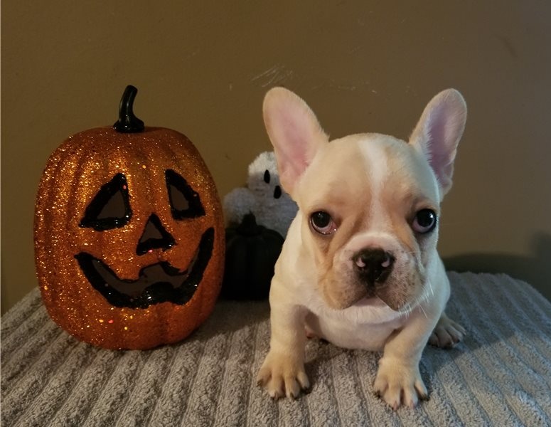 11 weeks old French bulldog puppies Image eClassifieds4u