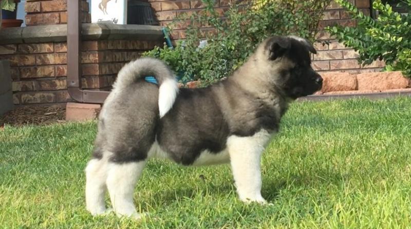 Adorable outstanding Akita puppies-E-mail-on ( paulhulk789@gmail.com ) Image eClassifieds4u