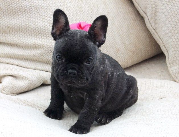 Attractive male and female French bulldog puppies.. Image eClassifieds4u