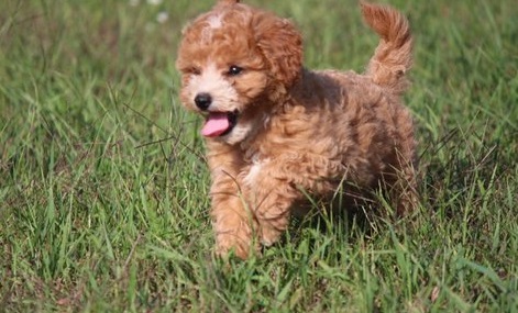 Awesome Cavachon Puppies Available-E-mail-on ( paulhulk789@gmail.com ) Image eClassifieds4u