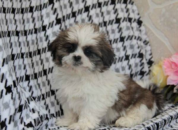 Cute and Adorable Shih Tzu Puppies for Adoption. Image eClassifieds4u