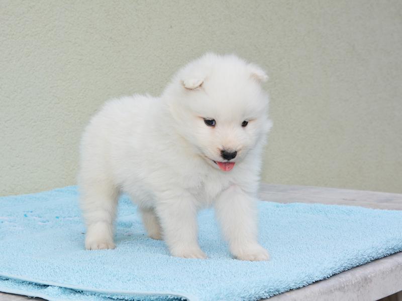 Free Beautiful Samoyed Puppies.. Image eClassifieds4u