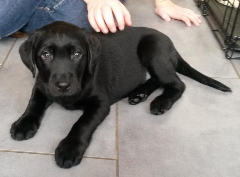 Labrador Retriever puppies ready for their new homes Image eClassifieds4u