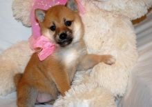 Family raised shiba inu puppies for adoption Image eClassifieds4U