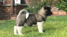 Adorable outstanding Akita puppies-E-mail-on ( paulhulk789@gmail.com ) Image eClassifieds4u 2
