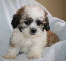 Cute Shih Tzu Puppies. Image eClassifieds4U