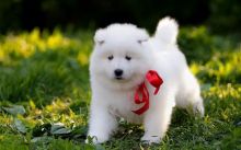 Free Beautiful Samoyed Puppies Image eClassifieds4U