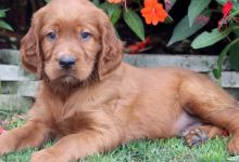 Irish Setter Puppies for Adoption-E-mail-on ( paulhulk789@gmail.com ) Image eClassifieds4U