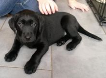 Labrador Retriever puppies ready for their new homes Image eClassifieds4U