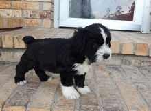 Potty Trained Clumber Spaniel Puppies Ready For Sale-E-mail-on ( paulhulk789@gmail.com ) Image eClassifieds4U