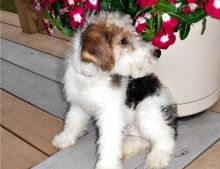 Pure Bred Full Pedigree Fox Terrier Pups-E-mail-on ( paulhulk789@gmail.com ) Image eClassifieds4U