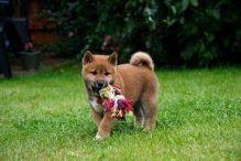 Quality Japanese Shiba Inu Puppies Ready Now-E-mail-on ( paulhulk789@gmail.com ) Image eClassifieds4u 1