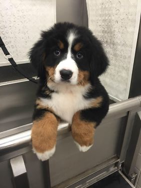 Male and female Bernese Mountain dog puppies for adoption. Image eClassifieds4u