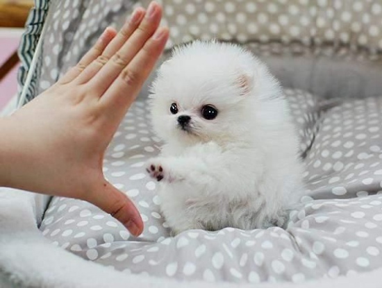 male and female Pomeranian puppies Image eClassifieds4u