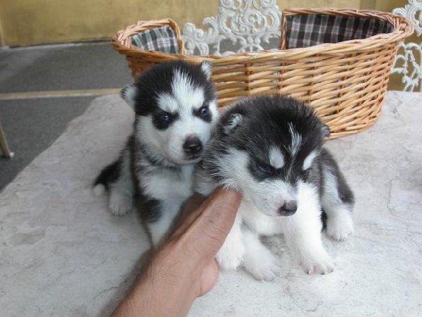 Pure Bred Full Pedigree Siberian Husky Pups Image eClassifieds4u