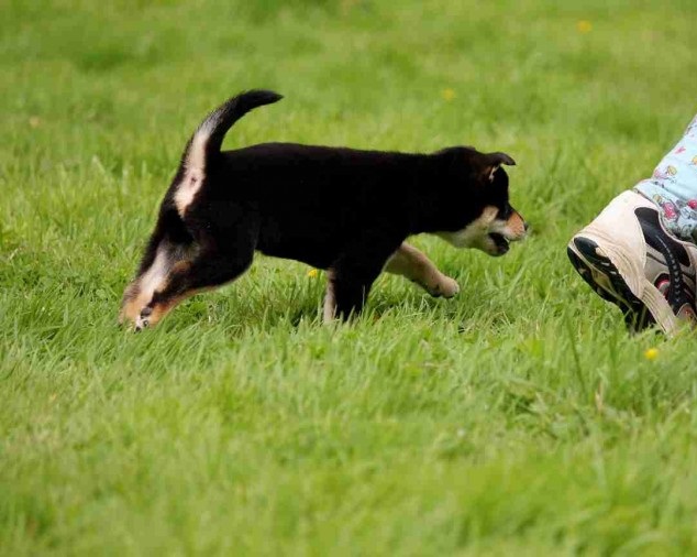 Quality Japanese Shiba Inu Puppies Ready Now-E-mail-on ( paulhulk789@gmail.com ) Image eClassifieds4u